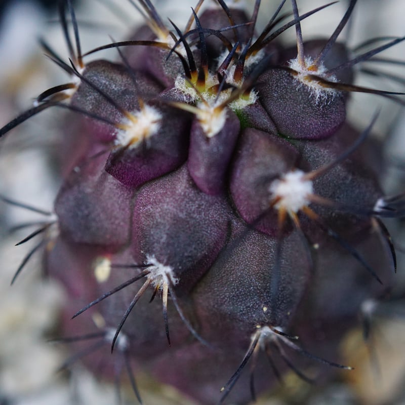 Copiapoa コピアポア グリセオビオラセア 栗星玉 実生 コピアポア グリセオビオラセア 