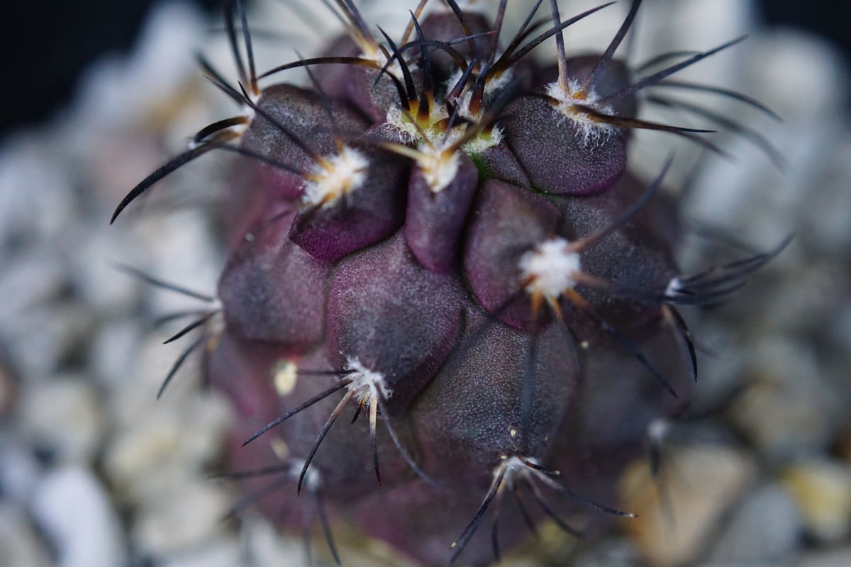 コピアポア グリセオビオラセア 栗星玉 Copiapoa griseoviolacea | C...