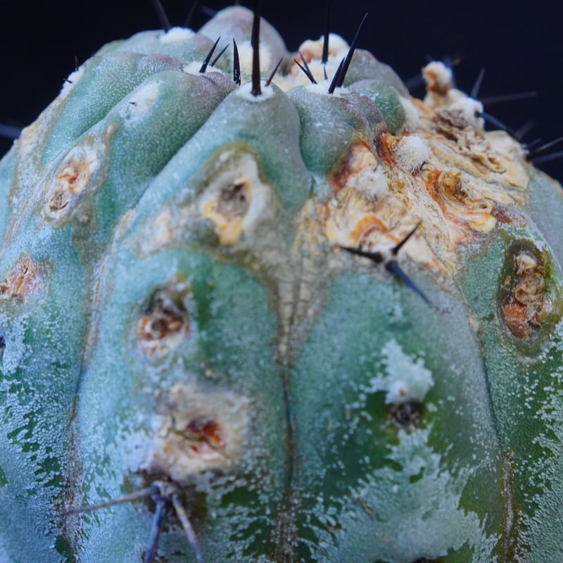 コピアポア シネレア 短刺黒王丸 Copiapoa cinerea var.unguspinu コピアポア シネレア 短刺黒王丸 Copiapoa cinerea var.unguspinu