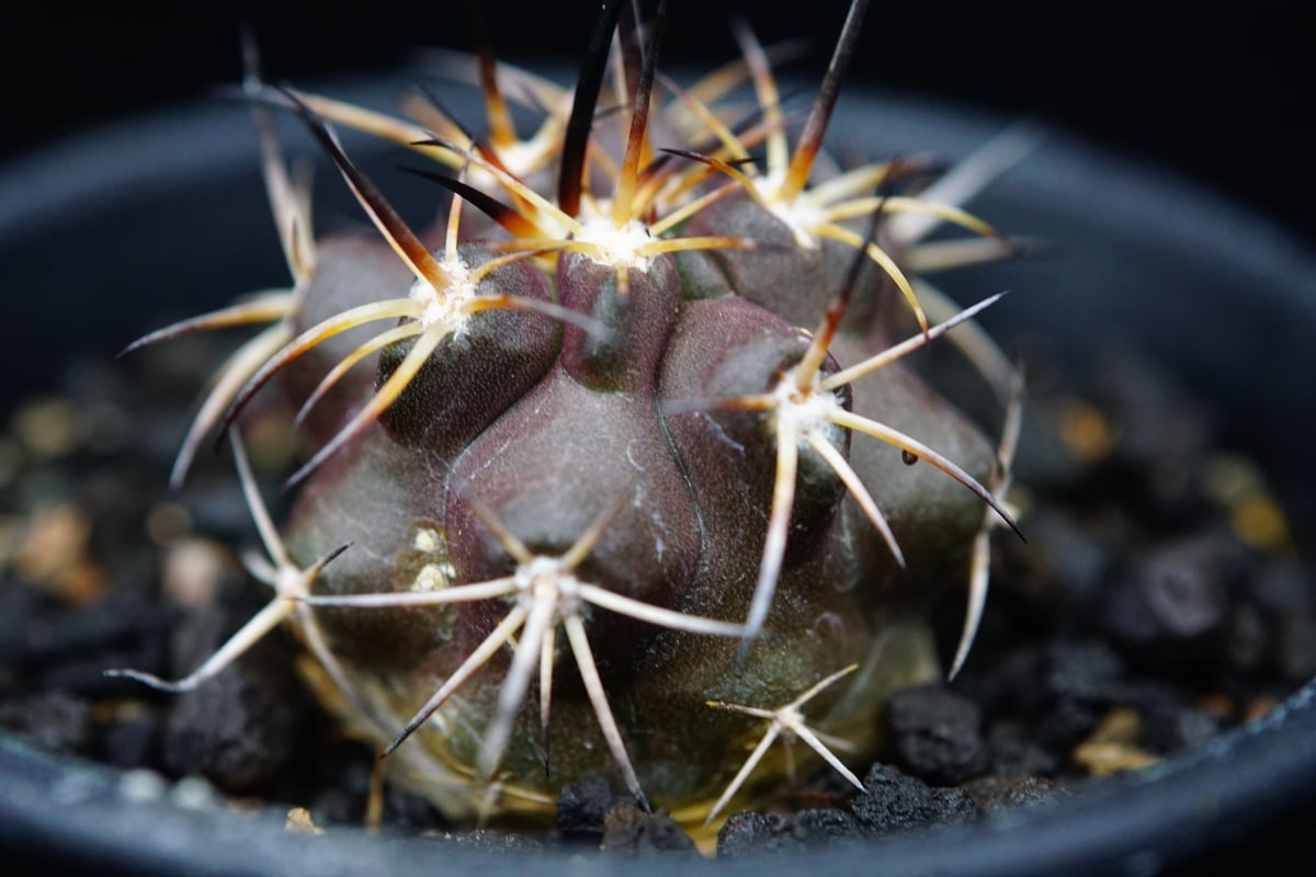 希少　Copiapoa dura錦 コピアポア　デュラ　銅羅丸 錦  斑入り