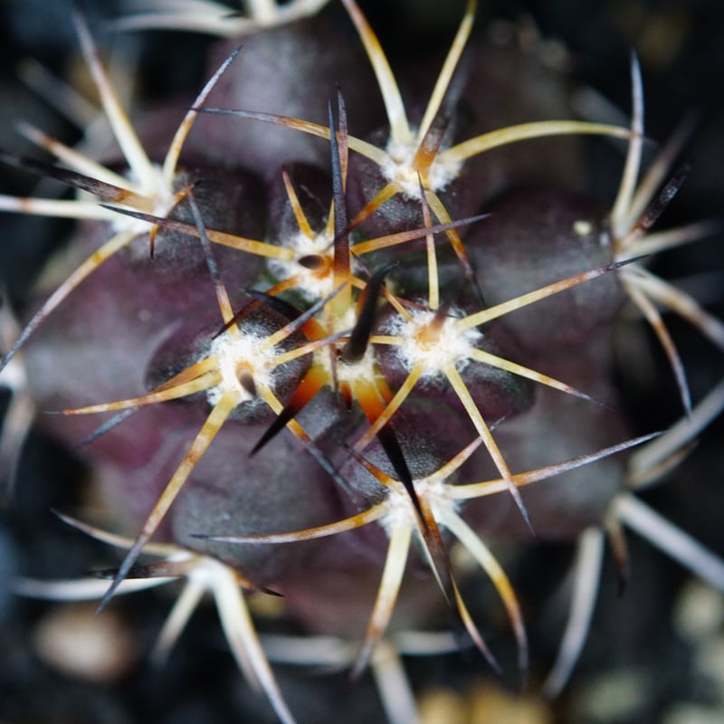 コピアポア デュラ 銅羅丸 Copiapoa Dura | COPIAP○BAR