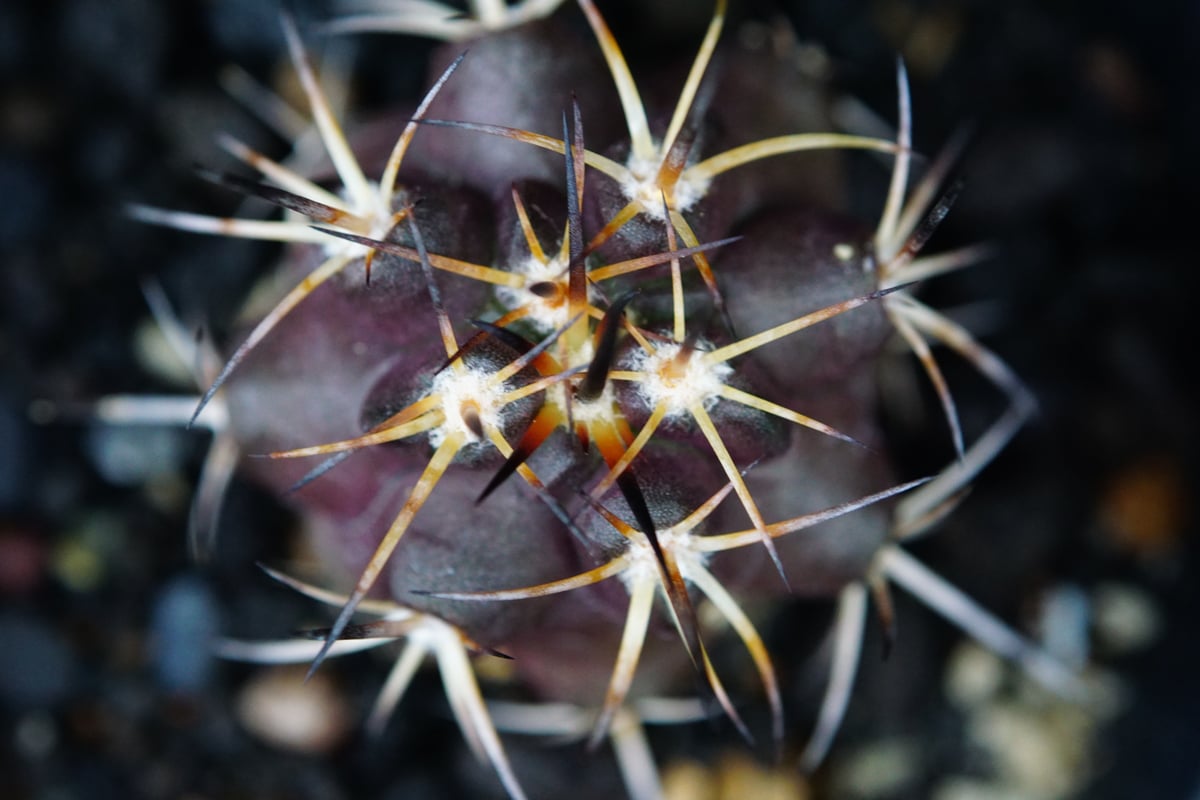 コピアポア デュラ 銅羅丸 Copiapoa Dura | COPIAP○BAR コピアポア デュラ 銅羅丸 Copiapoa Dura | COPIAP○BAR