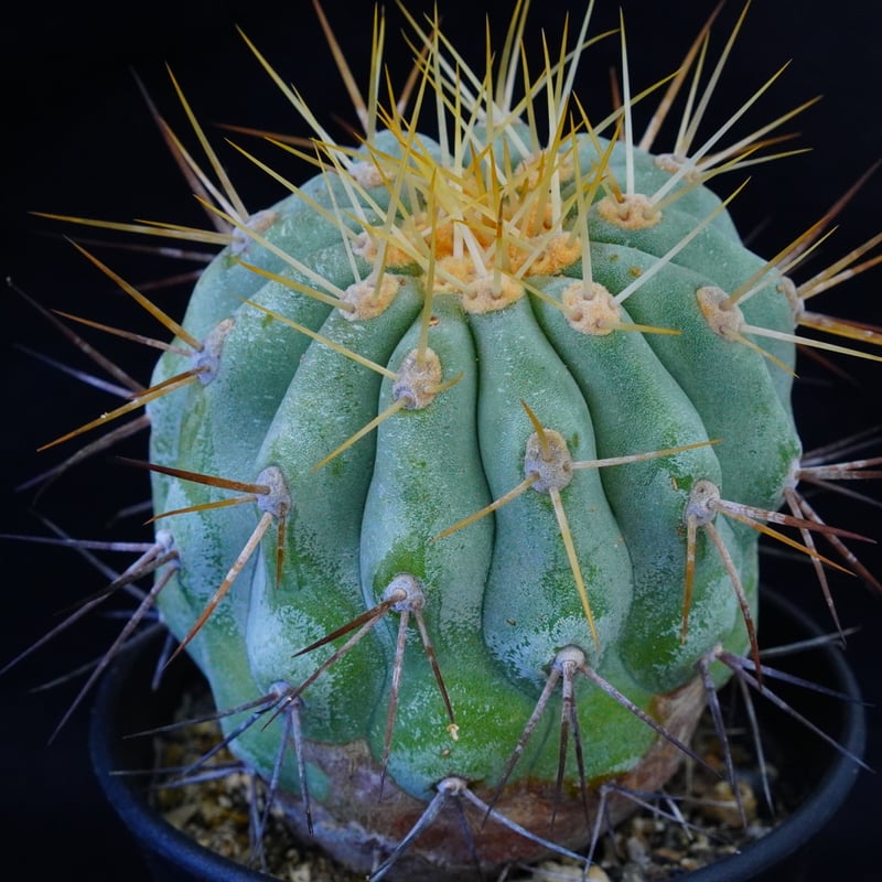 祐介林　コピアポア　ギガンティア　Copiapoa gigantea コピアポア ギガンティア Copiapoa cinerea var gigantea | CO