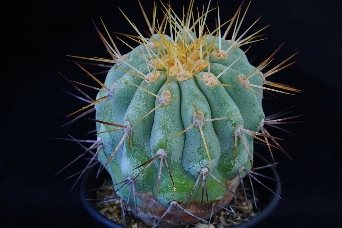 コピアポア ギガンティア Copiapoa cinerea var gigantea | CO