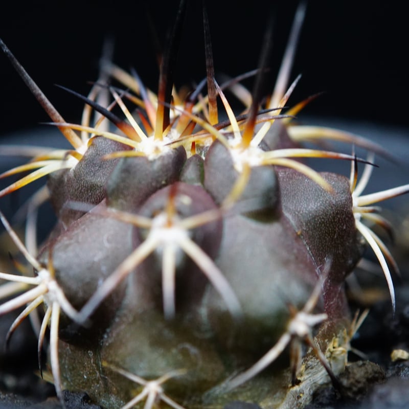 現地球 Copiapoa　コピアポア 銅羅丸　デュラ　輸入株　カキコ自根　貴重 Copiapoa dura【コピアポア・デュラ・銅羅丸・実生】 | RIMO'S