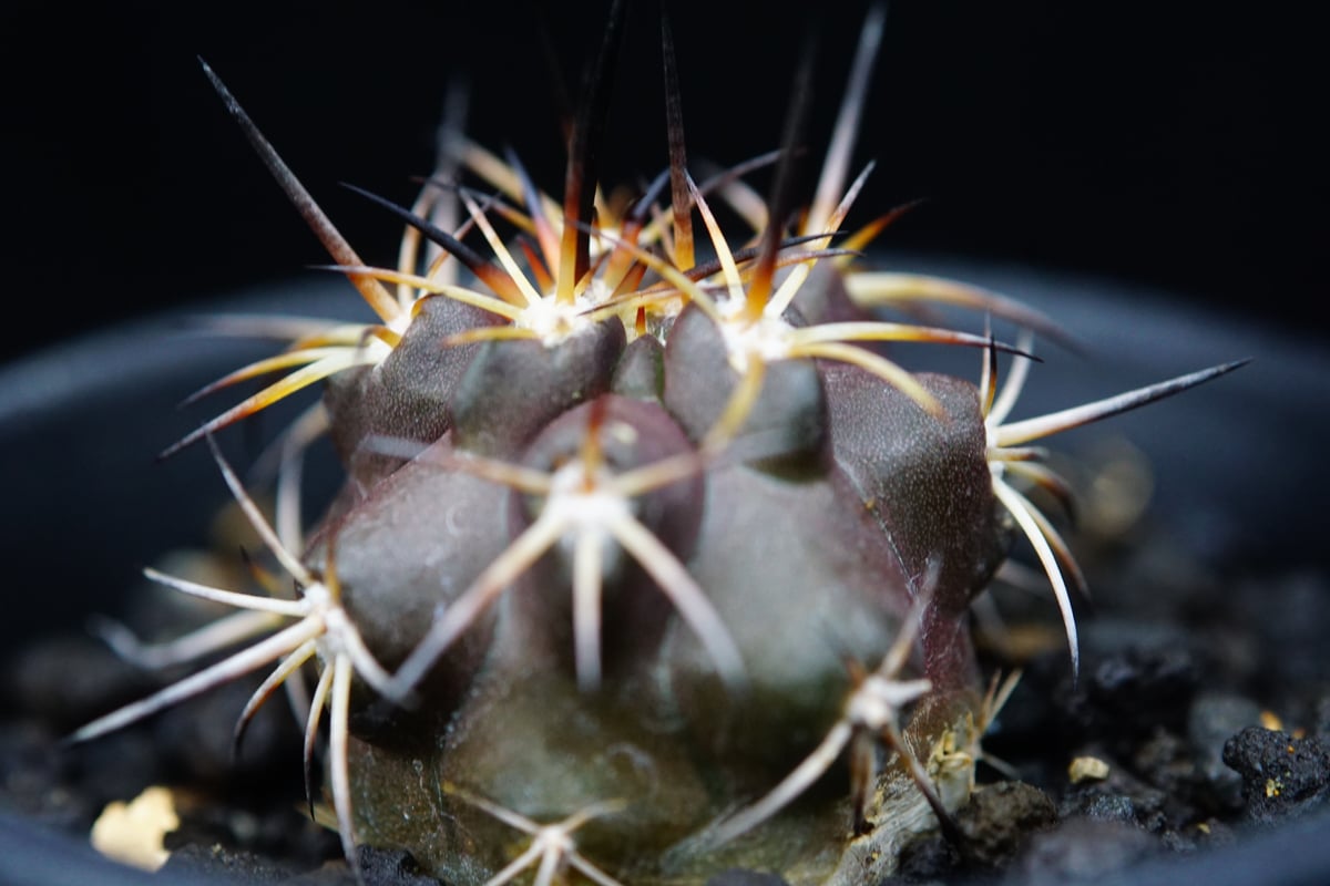 コピアポア デュラ 銅羅丸 Copiapoa Dura | COPIAP○BAR