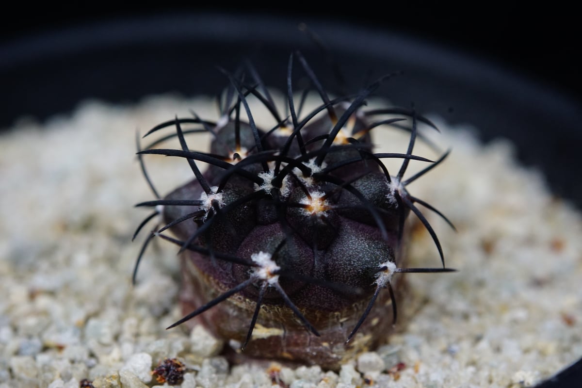 コピアポア グリセオビオラセア 栗星玉 Copiapoa griseoviolacea | C...