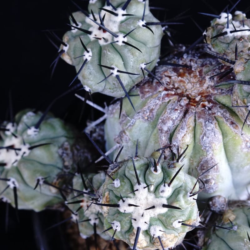 コピアポア 黒王丸 群生球 Copiapoa cinerea multi-headed | C コピアポア 黒王丸 群生球 Copiapoa cinerea multi-headed | C