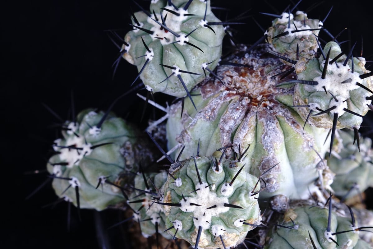 コピアポア 黒王丸 群生球 Copiapoa cinerea multi-headed | C