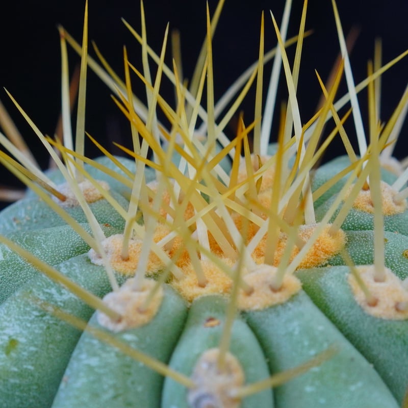 祐介林　コピアポア　ギガンティア　Copiapoa gigantea Copiapoa gigantea【コピアポア・ギガンティア・実生】 | RIMO'S