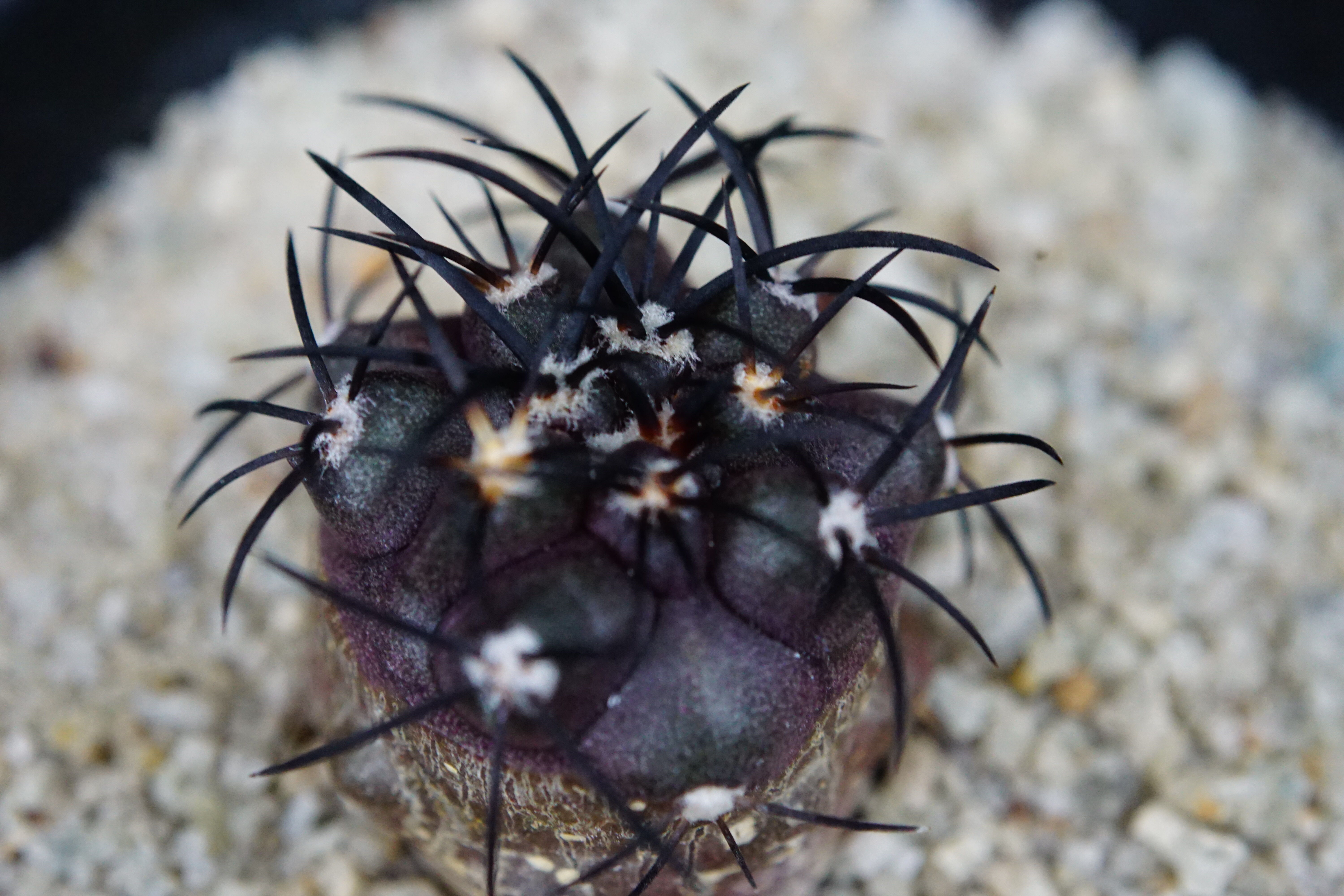 コピアポア グリセオビオラセア 栗星玉 Copiapoa griseoviolacea | C