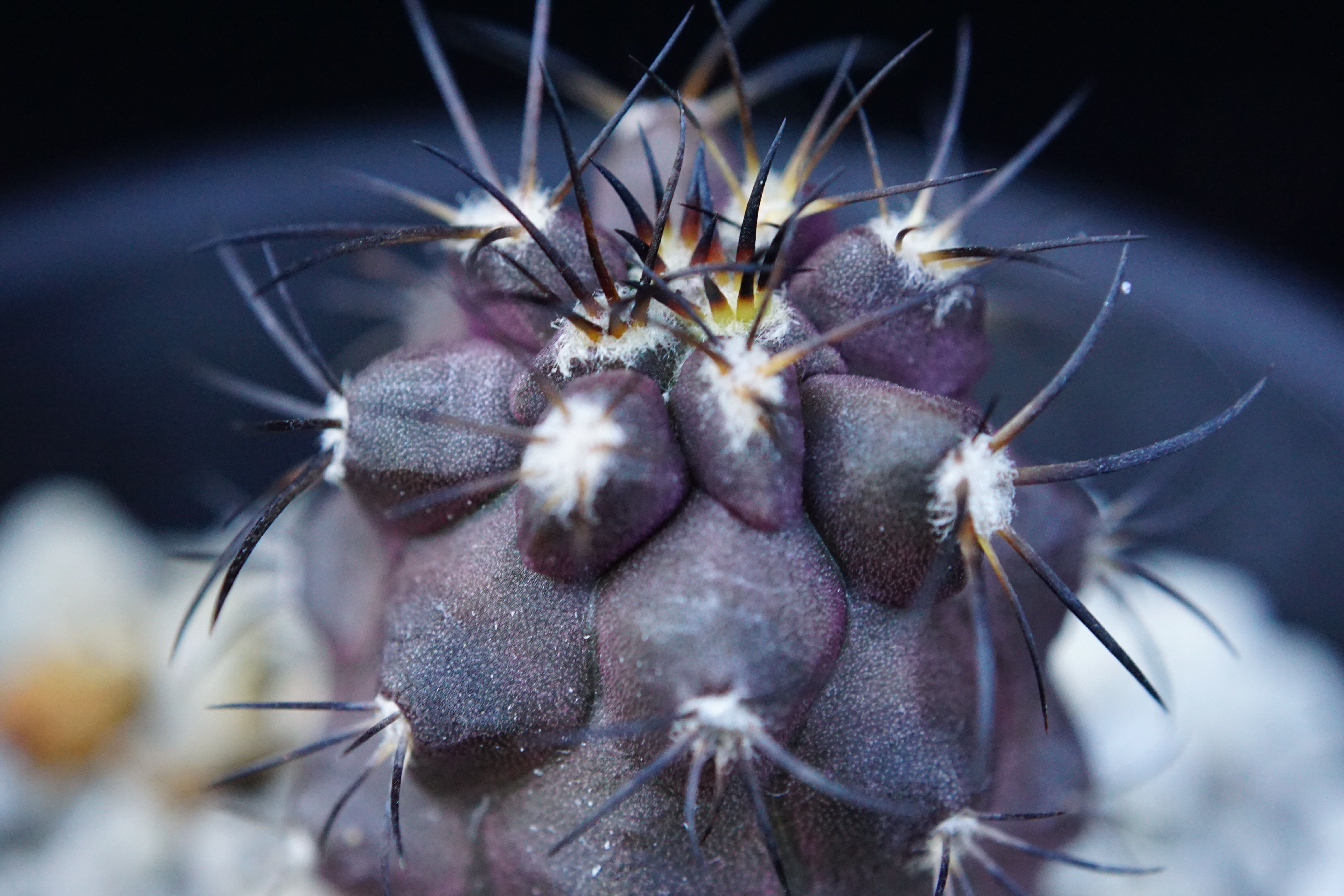 コピアポア グリセオビオラセア 栗星玉 Copiapoa griseoviolacea | C