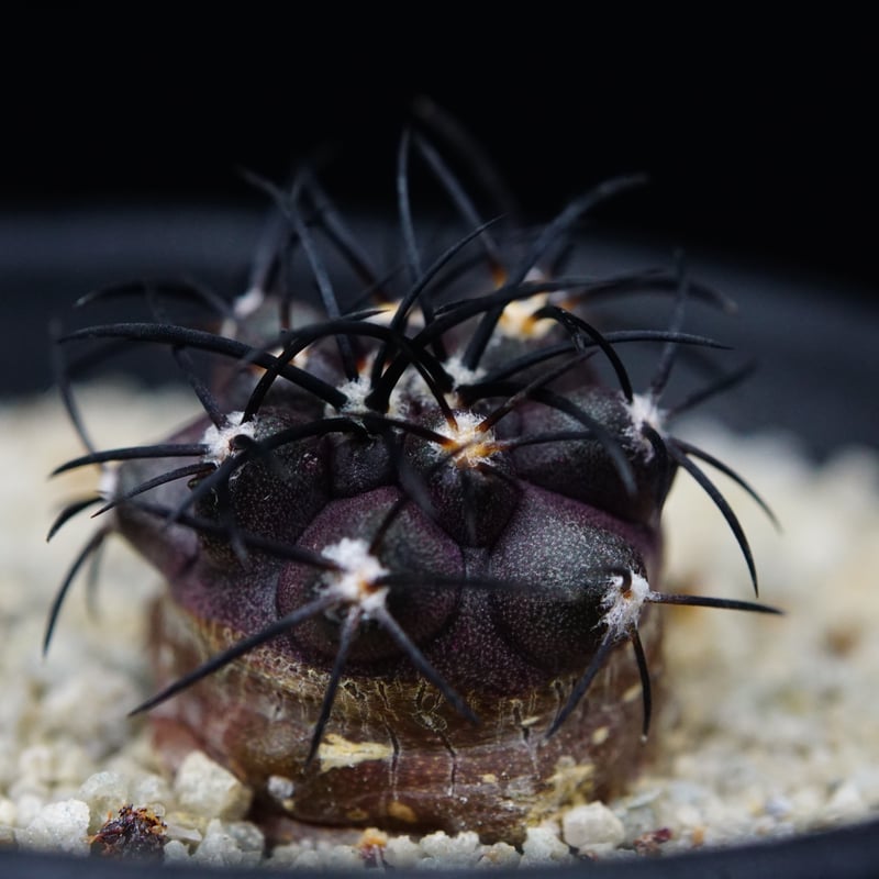 コピアポア グリセオビオラセア 栗星玉 Copiapoa griseoviolacea