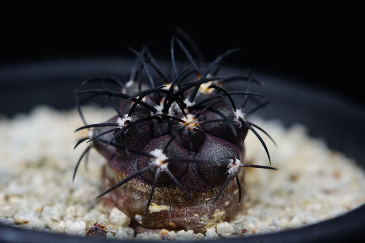 コピアポア グリセオビオラセア 栗星玉 Copiapoa griseoviolacea