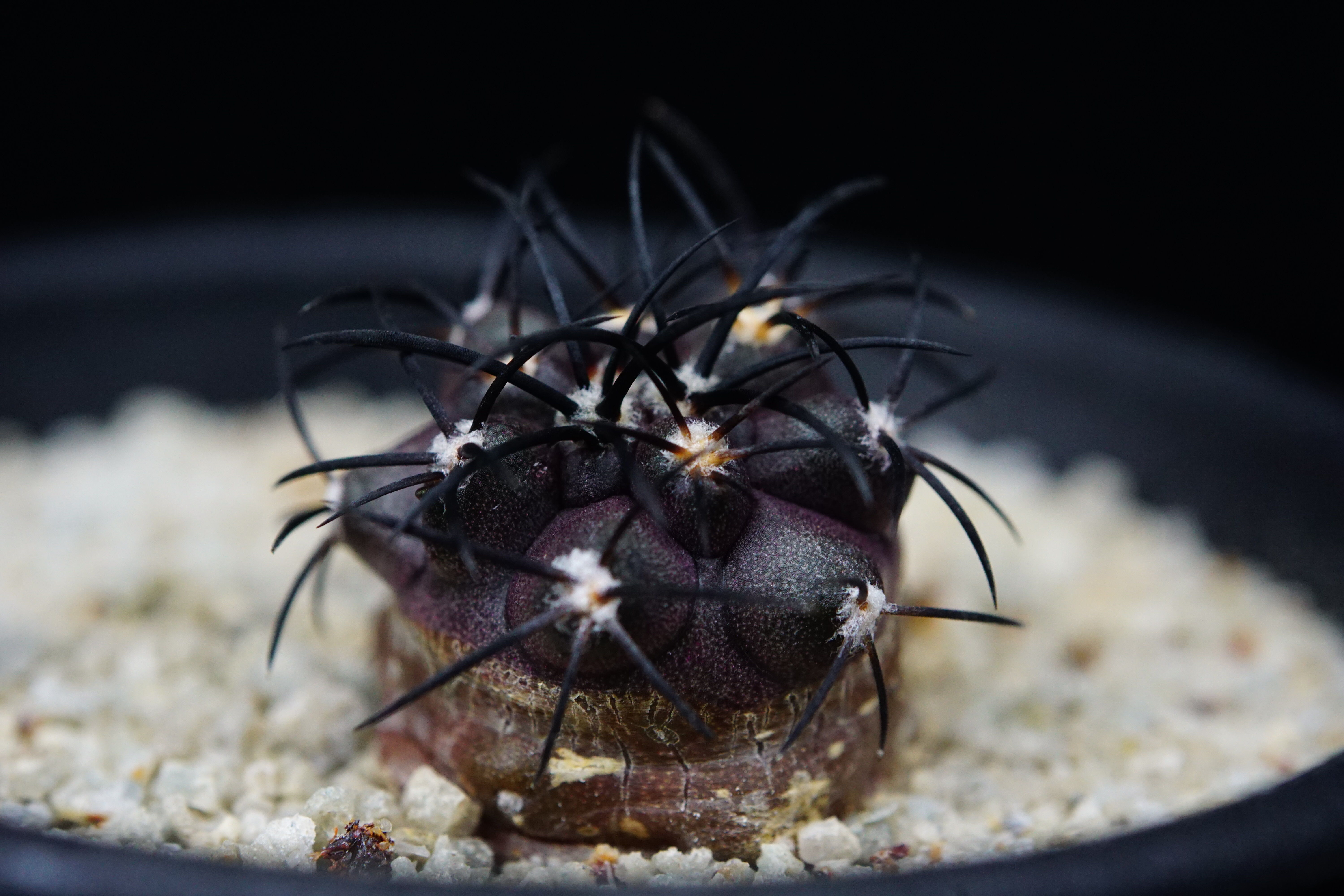コピアポア グリセオビオラセア 栗星玉 Copiapoa griseoviolacea | C