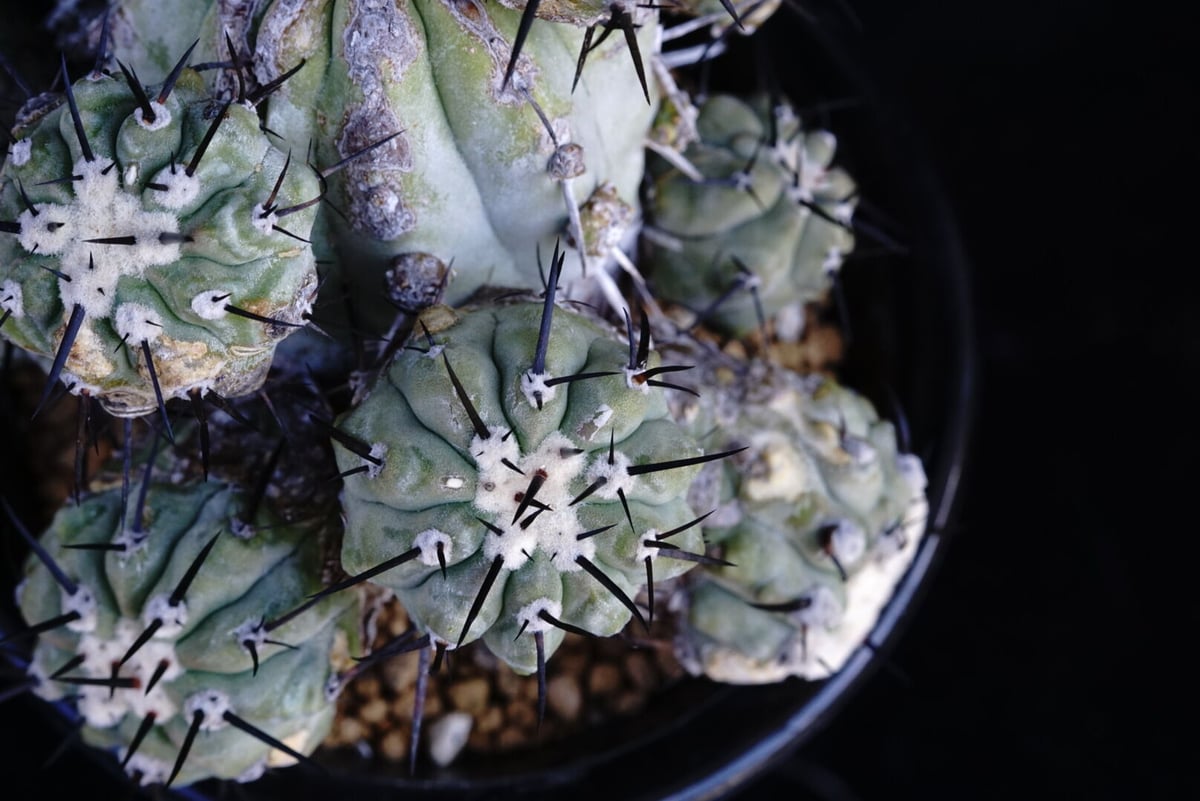 コピアポア 黒王丸 群生球 Copiapoa cinerea multi-headed | C