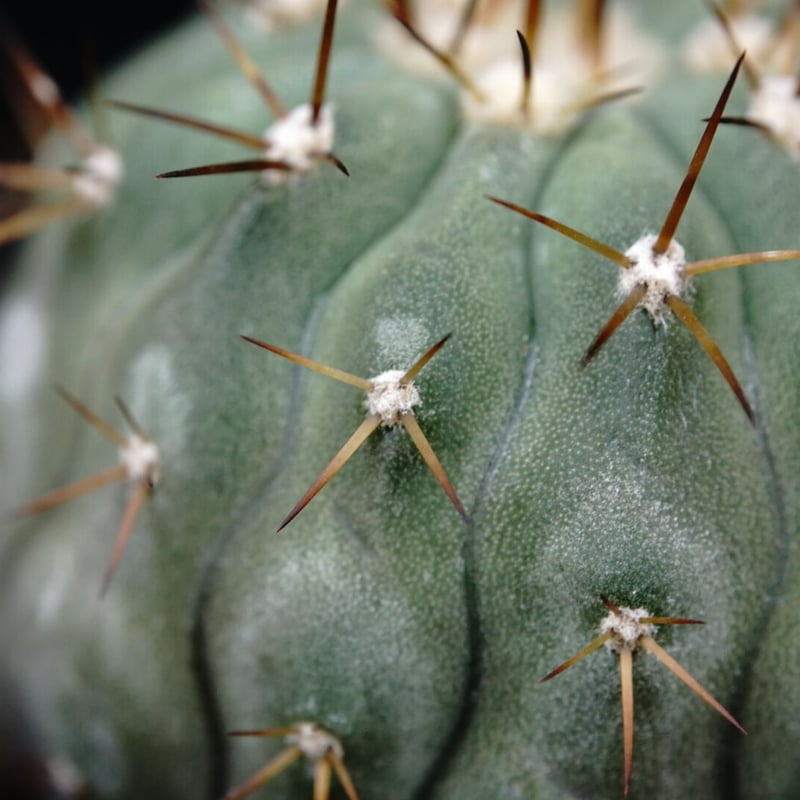 コピアポア シネレア コルムナアルバ 孤竜丸 Copiapoa cinerea var. co...