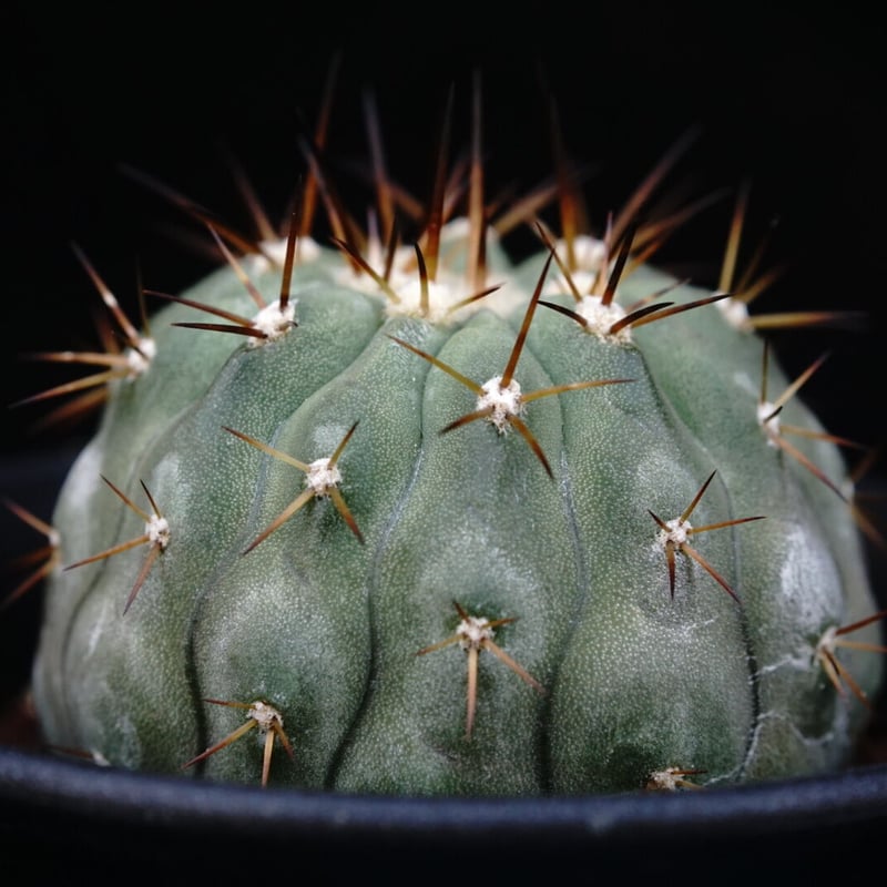 コピアポア コルムナアルバ 孤竜丸 goujin 鉢つき botanize - 植物 