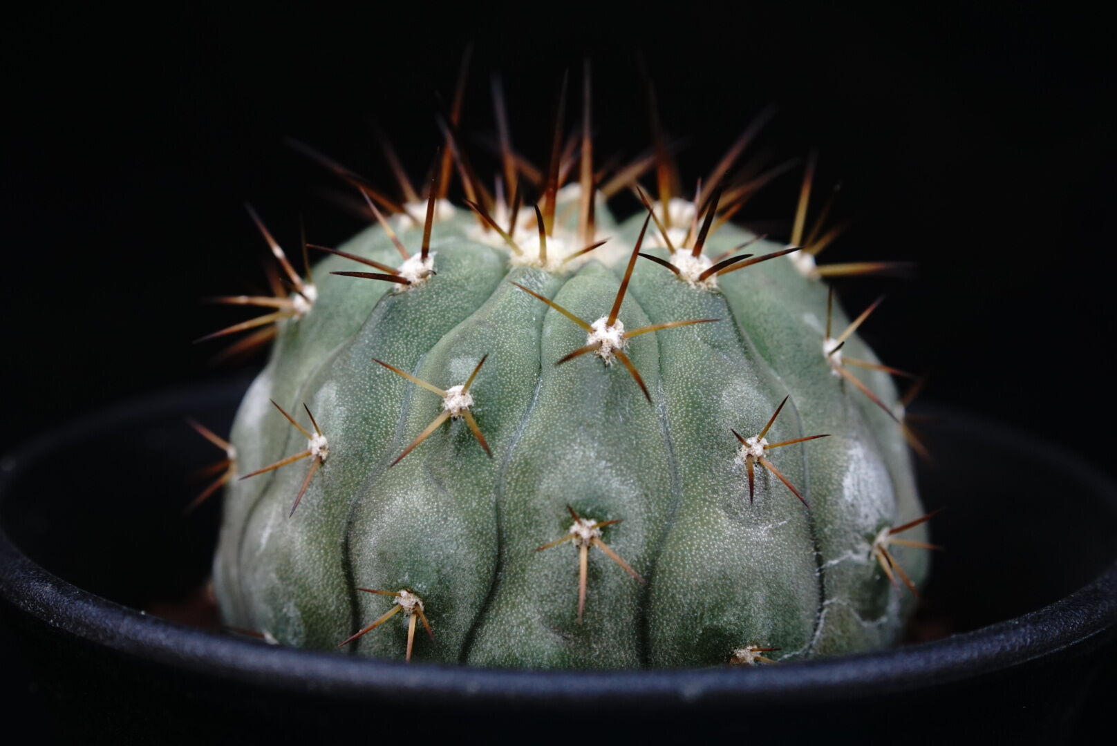 コピアポア シネレア コルムナアルバ 孤竜丸 Copiapoa cinerea var. co