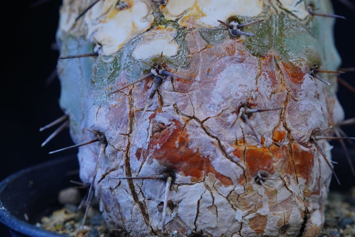 コピアポア シネレア 短刺黒王丸 Copiapoa cinerea var.unguspinu