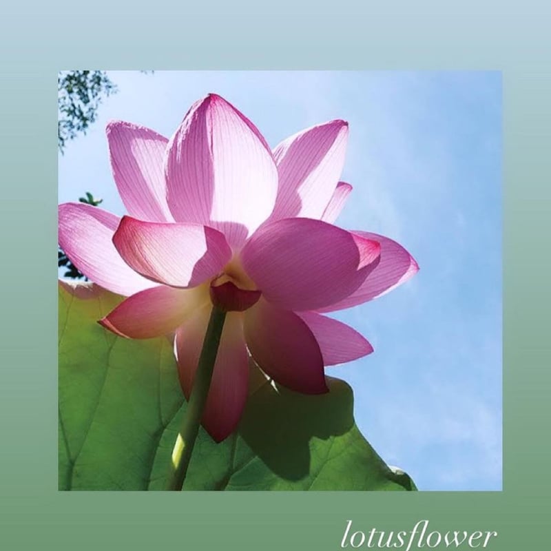 東風終（岩峰啓一）作品『蓮の花／Lotus flower』 東風終（岩峰啓一）作品『蓮の花／Lotus flower』