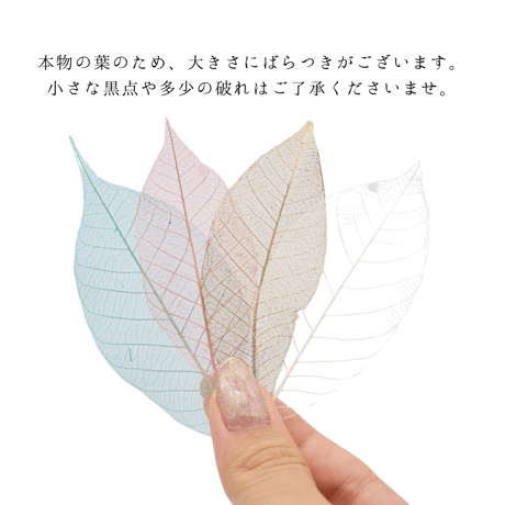 羽のように柔らかいスケルトンリーフ