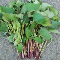 さつまいも苗（べにはるか、完全無農薬） 100本 | つくば自然農園