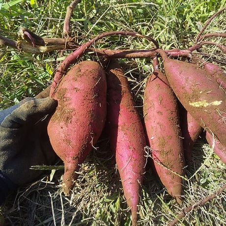 掘り立て　自然薯　無農薬　3キロ 楽天市場】自然薯 無農薬の通販