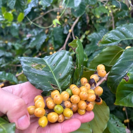 fuu cafe coffee farm 豆　100g