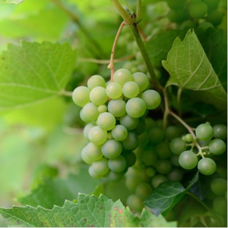 VERO ITALIA Trebbiano I.G.T 750ml【白】