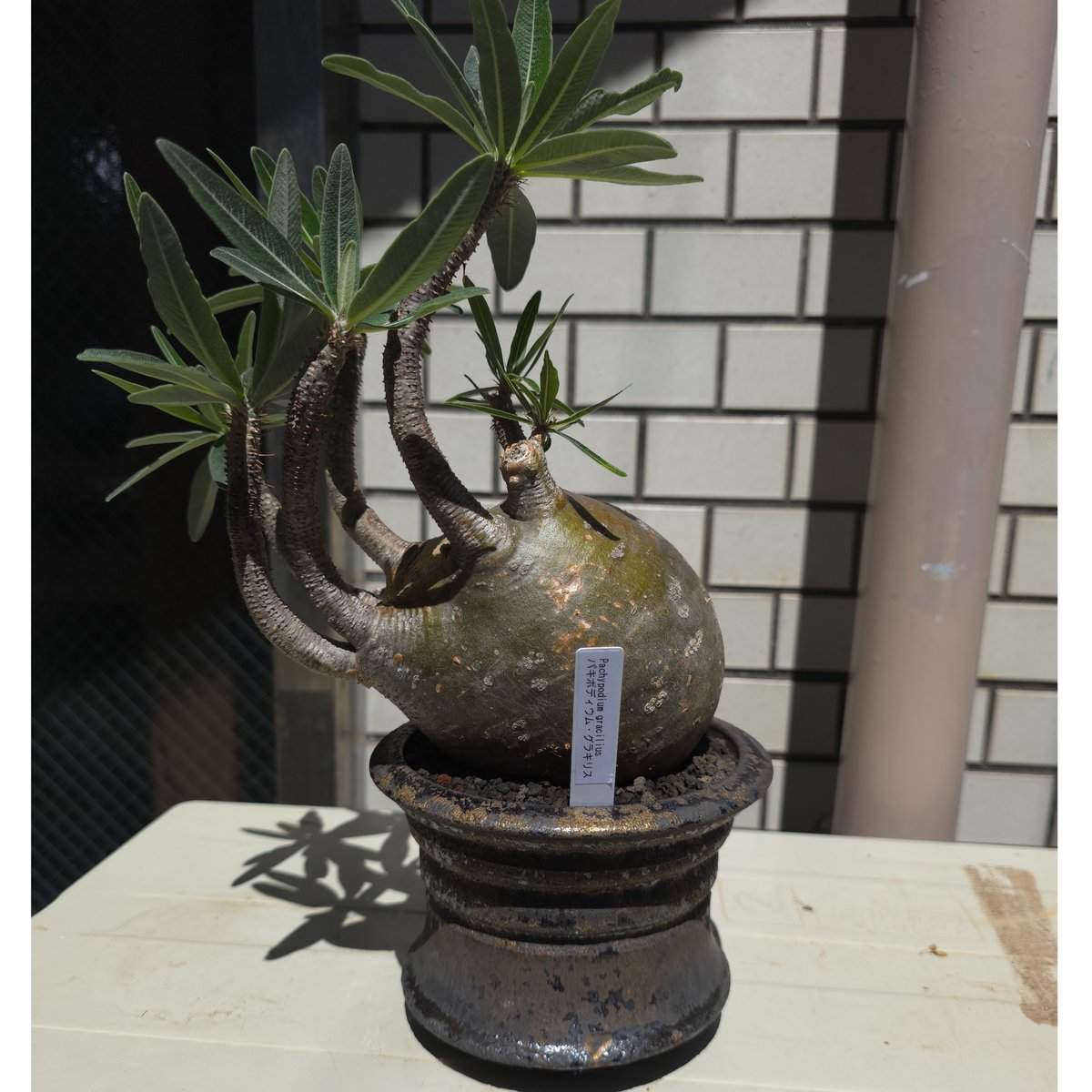 Pachypodium gracilius×姫野翔太鉢 | Kuku.Plants