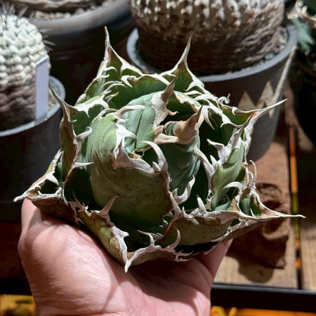 P679 ｛ 巨獣 