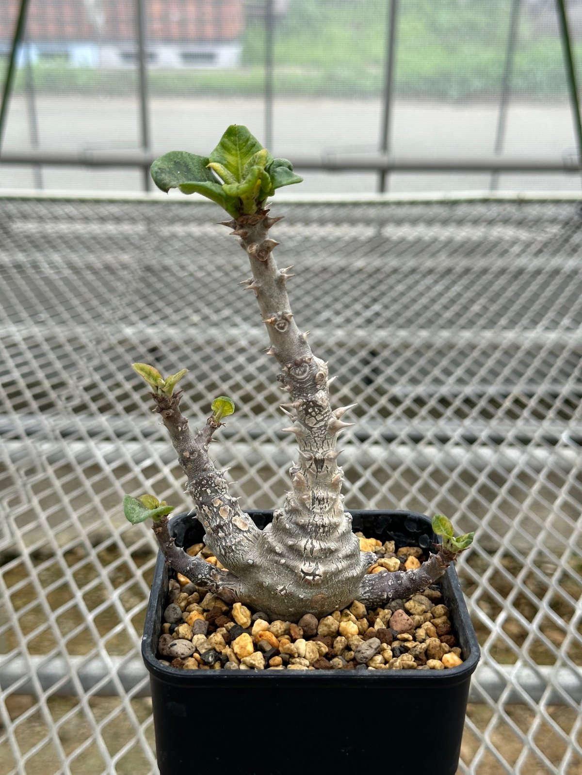 ウィンゾリー パキポディウム C 実生株 パキポディウム ウィンゾリー パキポディウム C 実生株 パキポディウム