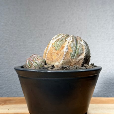巨大 オールド オベサ 良形 美株 塊根植物 希少 ユーフォルビア 高級 