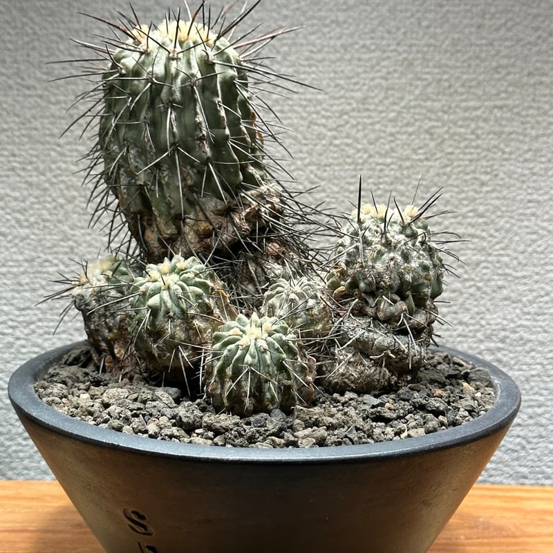 黒士冠コピアポアデアルバータサボテン 孤竜丸黒王丸