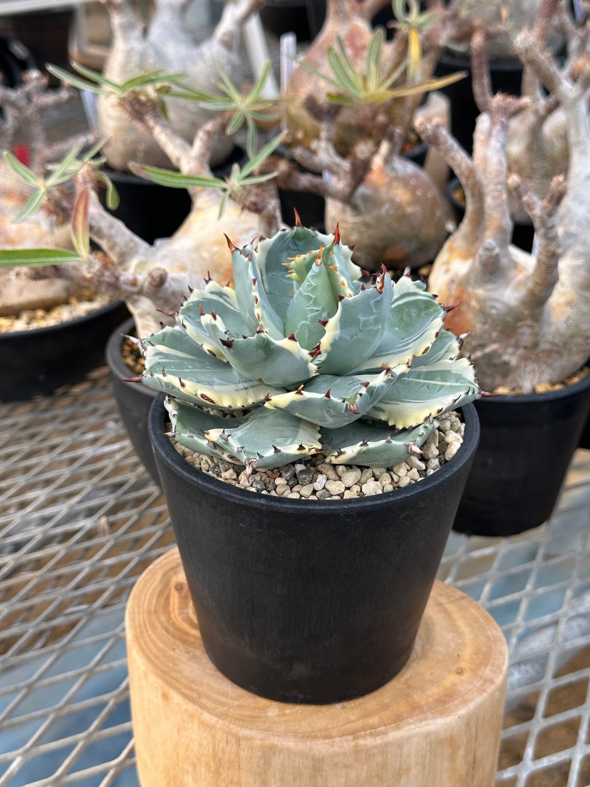 SALE／37%OFF】 【AGAVE 】アガベ 王妃兜蟹錦 【萎縮】 - 観葉植物