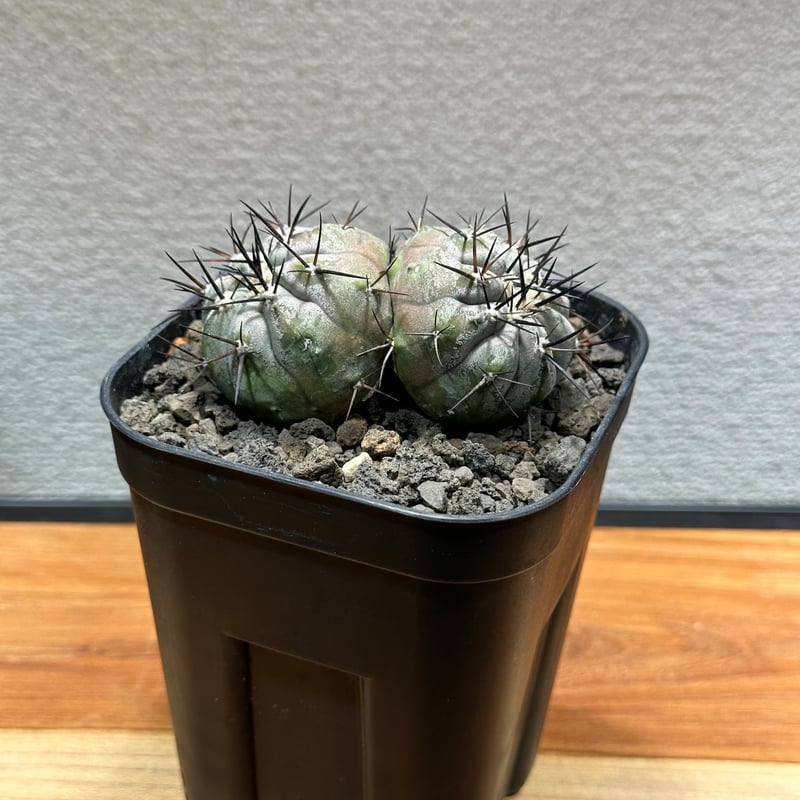 黒王丸　実生　子株株付き 黒王丸 実生 子株株付き サボテン コピアポアシネレア 黒王丸 美株