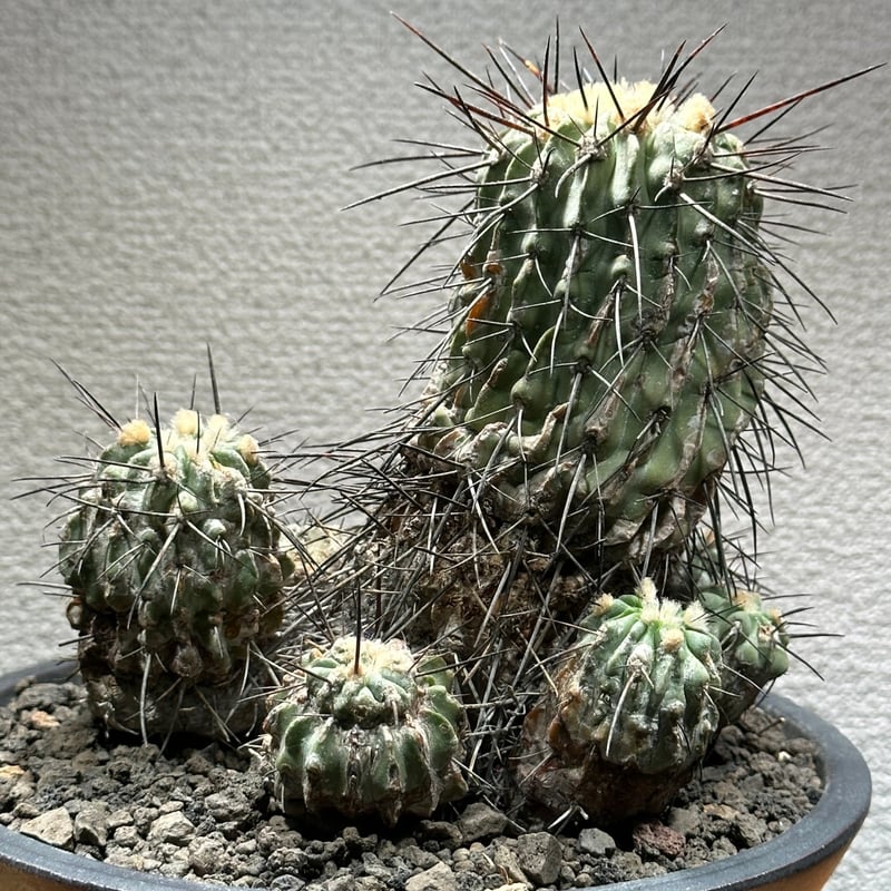 コピアポア シネレア デアルバータ 黒士冠現地球群生株 | Kuku.Plants