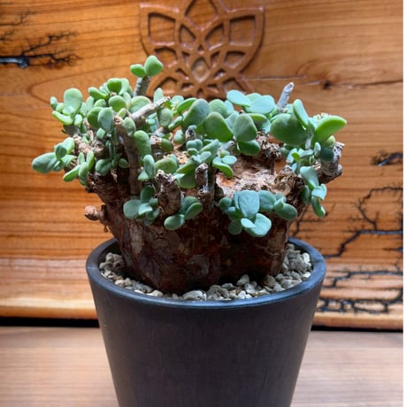 た*し様 ピグマエア　現地株 plants250130r26-247x296.jpg