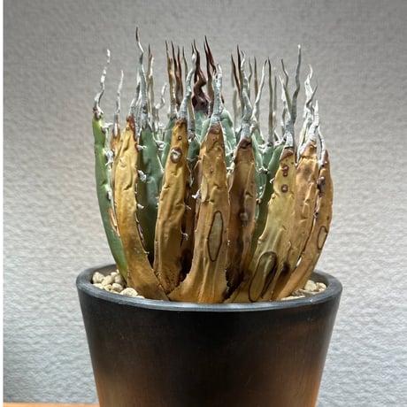 CATEGORY 多肉植物．塊根植物.サボテン．アガベ | Kuku.Plants