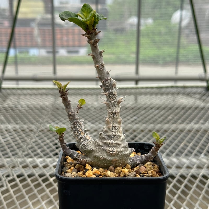 パキポディウム ウィンゾリー 国内実生株 鉢ごと発送 【公式通販】