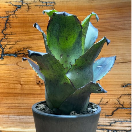 ホヘンベルギア | STORES