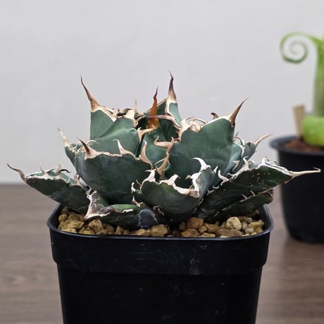 CATEGORY アガベ | Kuku.Plants