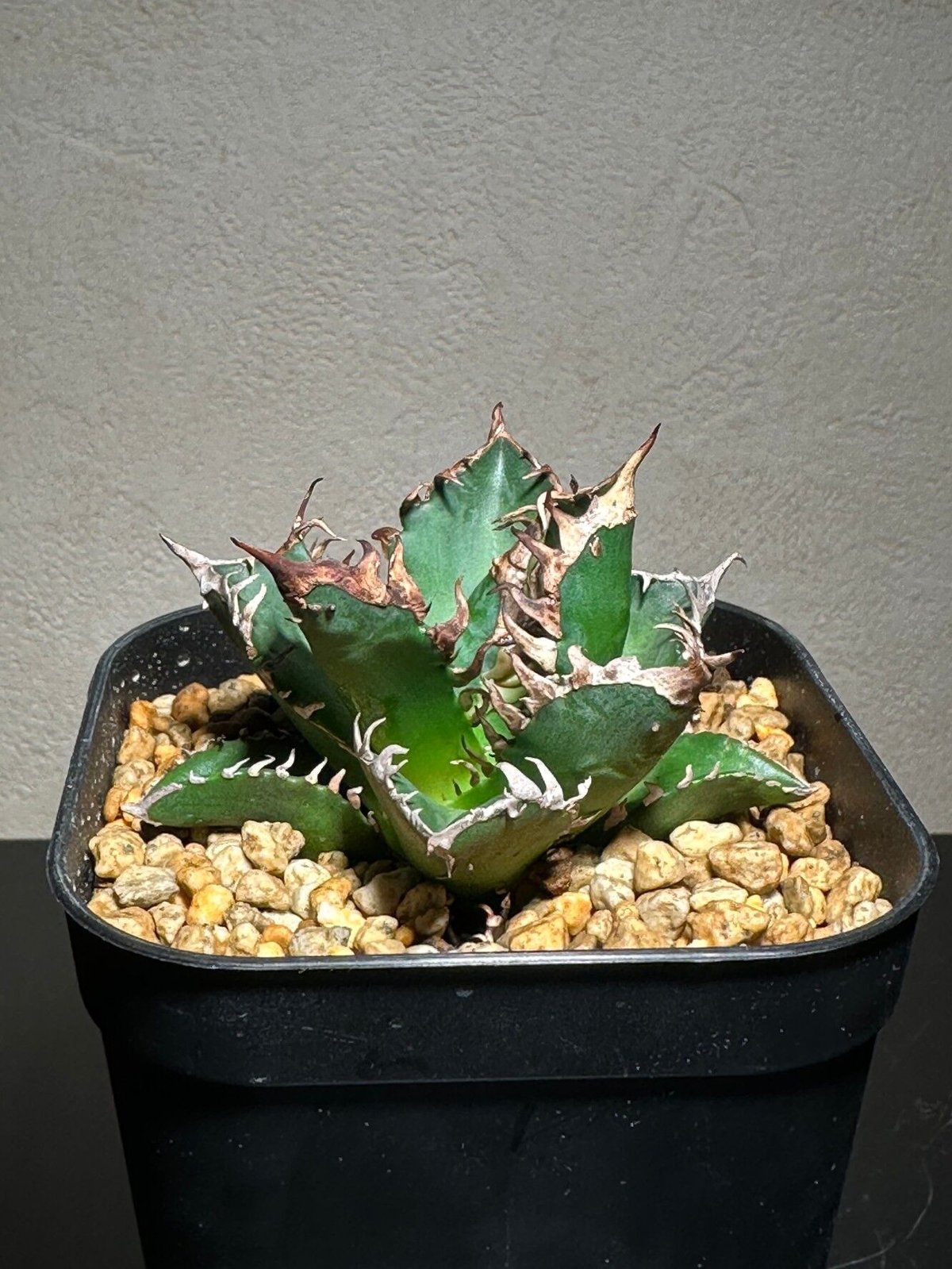 アガベチタノタレッドキャットウィーズル赤猫① | Kuku.Plants
