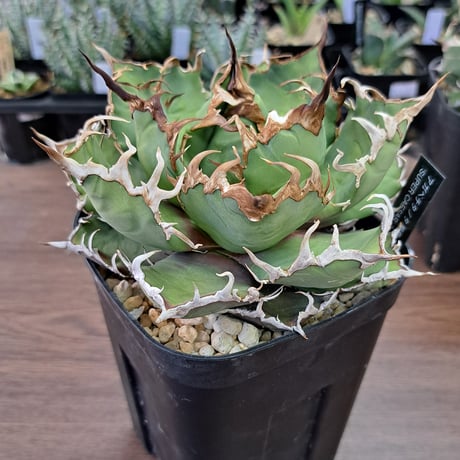 アガベチタノタ凱撤 SUPER CAESAR | Kuku.Plants アガベチタノタ凱撤 SUPER CAESAR | Kuku.Plants