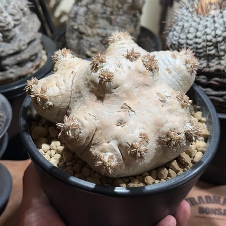 グリーン樣專用手作植木鉢 2点検（ 塊根植物 グラキリス パキプス