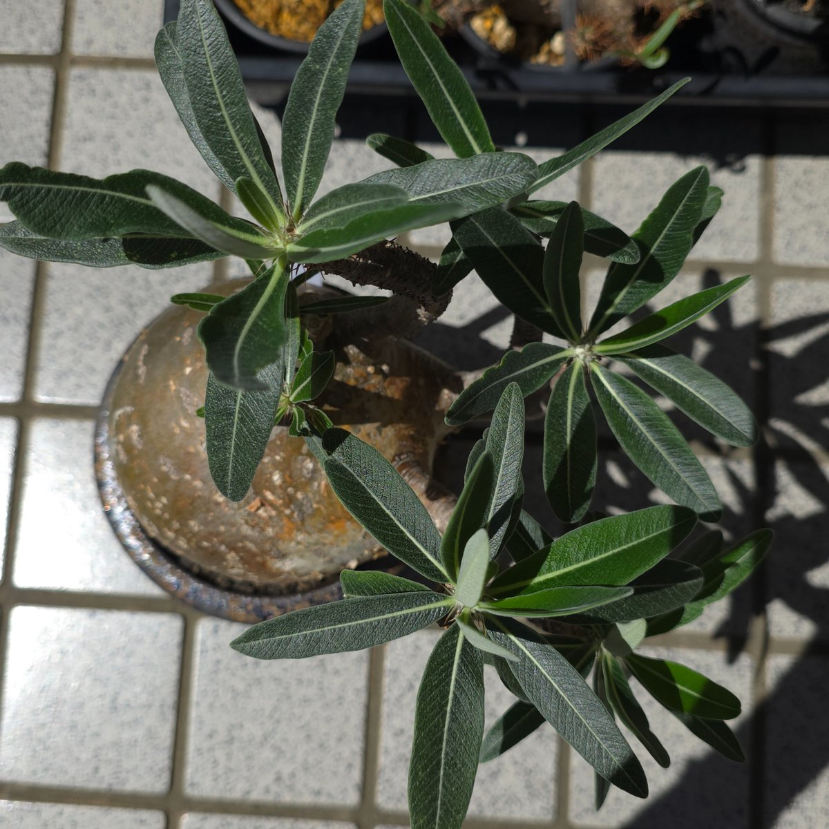 Pachypodium gracilius×姫野翔太鉢 | Kuku.Plants Pachypodium gracilius×姫野翔太鉢 | Kuku.Plants