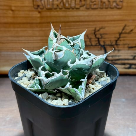 アガベ　SAD tokuna18 くんに綺麗に撮ってもらった SAD錦‬