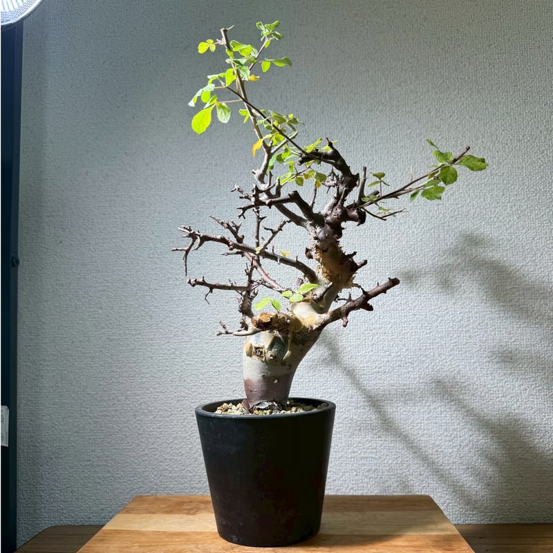 コミフォラ カタフターカネンシス | Kuku.Plants コミフォラ カタフターカネンシス | Kuku.Plants
