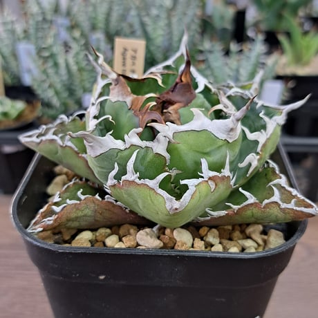 CATEGORY 多肉植物.塊根植物.サボテン.アガベ | Kuku.Plants CATEGORY 多肉植物.塊根植物.サボテン.アガベ | Kuku.Plants